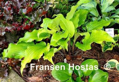 Hosta Valley's Pavlova