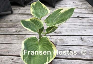 Hosta Valley's Peptalk