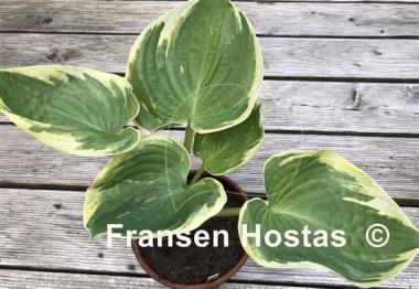 Hosta Valley's Peptalk