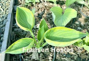 Hosta Valley's Peptalk
