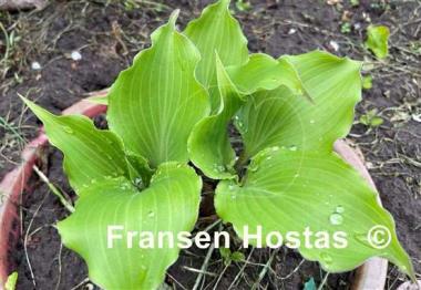 Hosta Valley's Rodeo