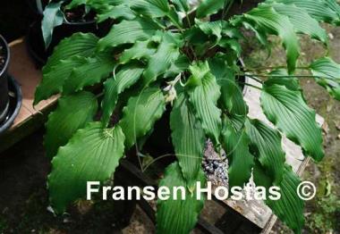 Hosta Valley's Ruffle Shuffle