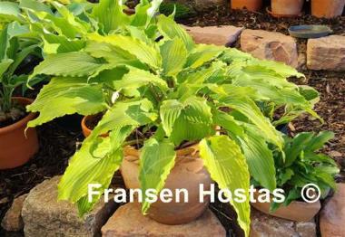 Hosta Valley's Ruffle Shuffle
