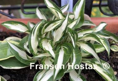 Hosta Valley's Secret Cove