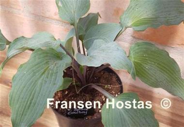 Hosta Valley's Space Cowboy