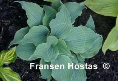 Hosta Valley's Space Cowboy