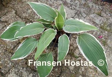 Hosta Valley's Sushi