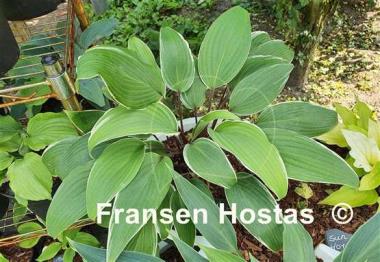 Hosta Valley's Sushi