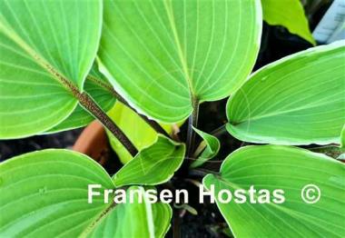 Hosta Valley's Sushi