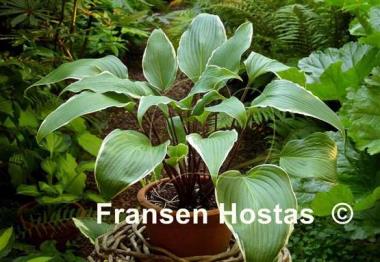 Hosta Valley's Sushi