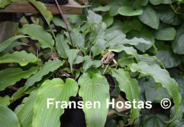 Hosta Valley's Tonkatsu