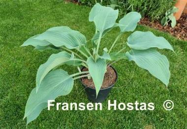 Hosta Valley's Vanilla Blue