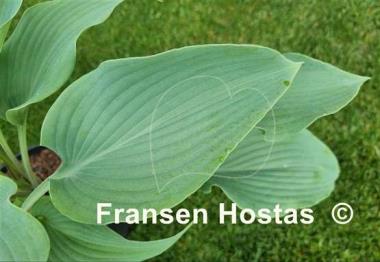 Hosta Valley's Vanilla Blue