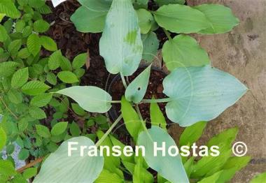 Hosta Valley's Vanilla Blue