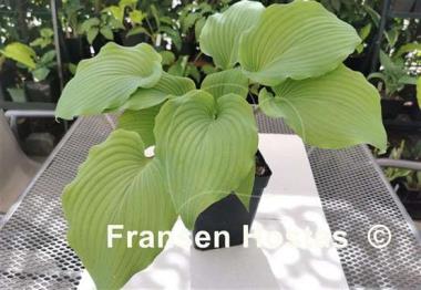 Hosta Valley's White Suit