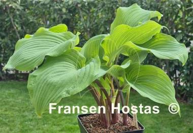 Hosta Valley's White Suit