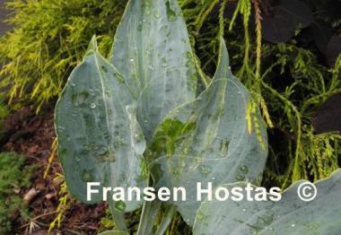 Hosta Valley's Blue Curacao