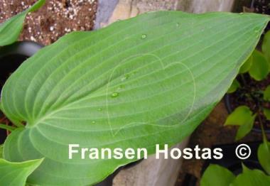 Hosta Valley's Blue Curacao