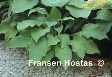 Hosta Valley's Cathedral