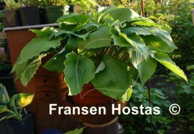 Hosta Valley's Cathedral