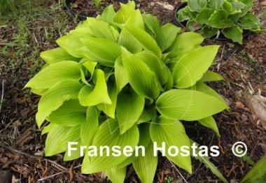 Hosta Valley's Chute-the-Chute