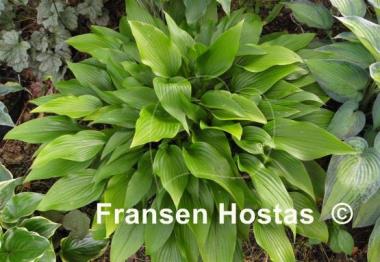 Hosta Valley's Chute-the-Chute