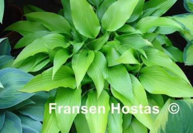 Hosta Valley's Chute-the-Chute