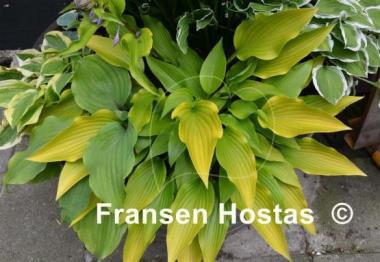 Hosta Valley's Chute-the-Chute