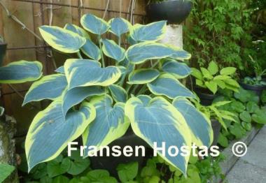 Hosta Valley's Glacier