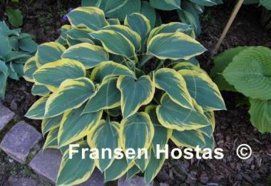 Hosta Valley's Glacier