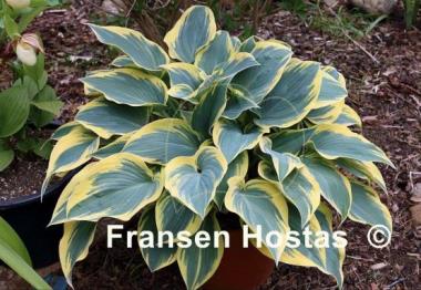 Hosta Valley's Glacier