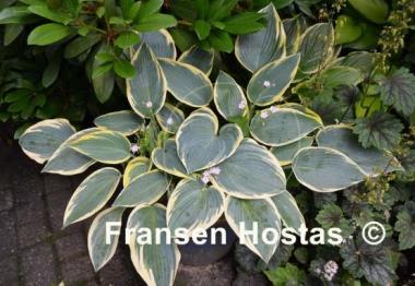 Hosta Valley's Glacier