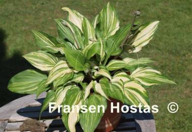 Hosta Valley's Hokey Pokey