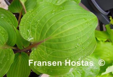Hosta Valley's Hot Legs
