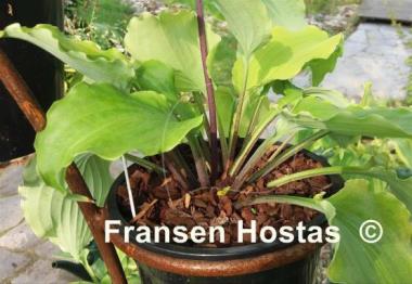 Hosta Valley's Lemon Squash