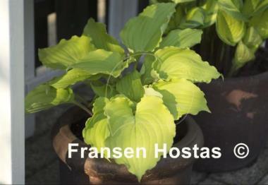 Hosta Valley's Lemon Squash