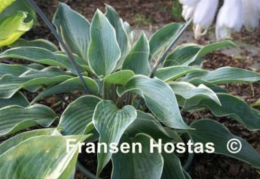 Hosta Valley's Paparazzi