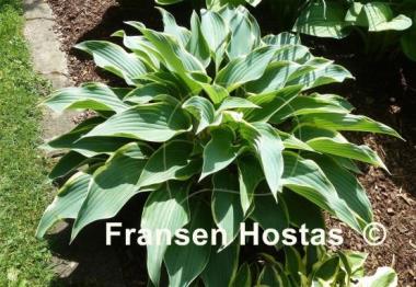 Hosta Valley's Paparazzi