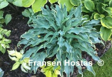 Hosta Valley's Paparazzi