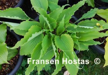 Hosta Valley's Ruffle Shuffle