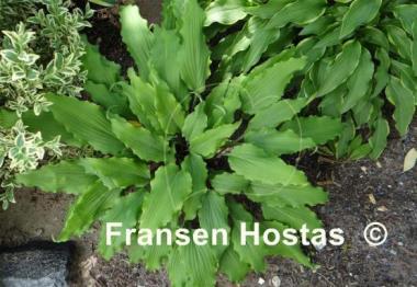Hosta Valley's Ruffle Shuffle