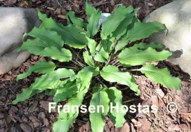 Hosta Valley's Ruffle Shuffle