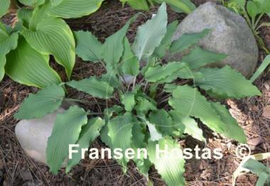 Hosta Valley's Ruffle Shuffle