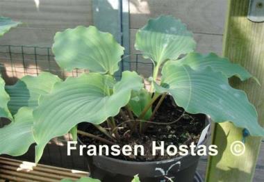 Hosta Valley's Sand Dance