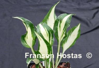 Hosta Valley's Secret Cove