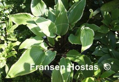 Hosta Valley's Sushi