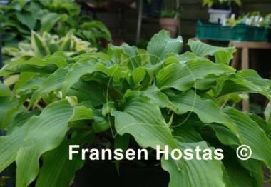 Hosta Valley's Tonkatsu