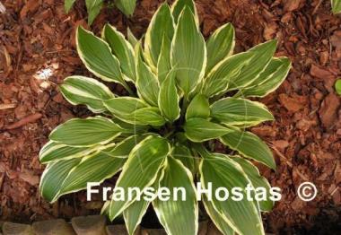 Hosta Valley's Top