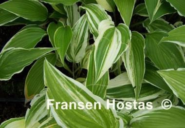 Hosta Valley's Top