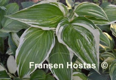 Hosta Valley's Top